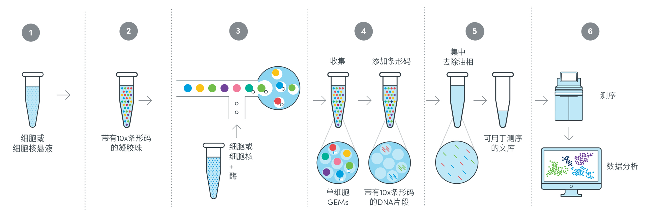 2基于Next GEM技术的10x Genomics单细胞技术原理及工作流程.png